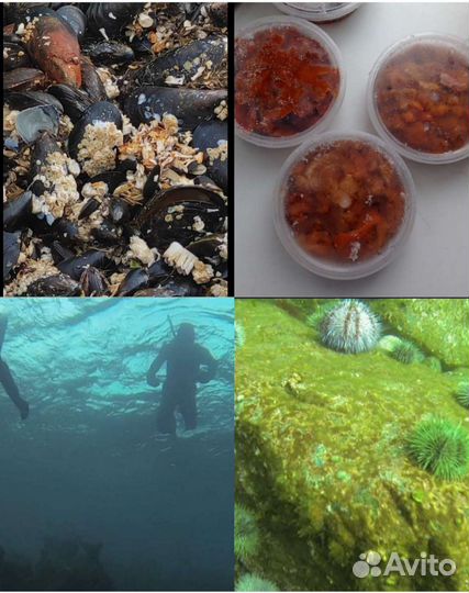 Морской еж (икра), гребешок, мидии, краб, рыбалка