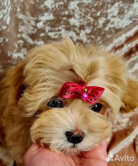 Мальтипу f1 Девочка