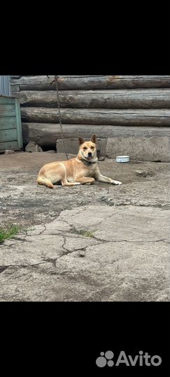 Пристрой щенки