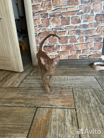 Ориентальная кошечка