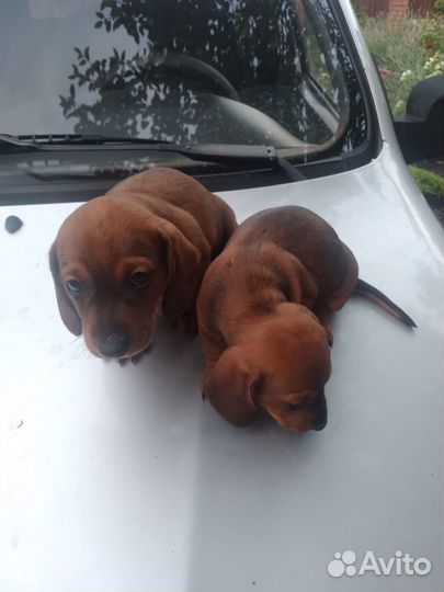 Щенки таксы