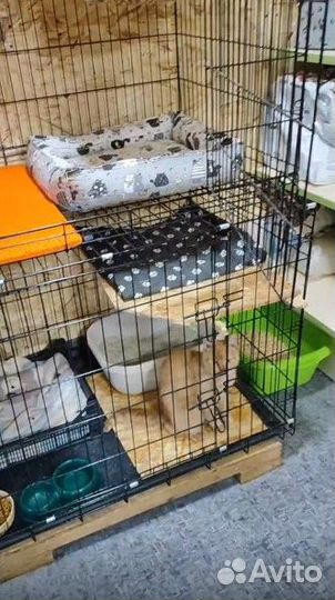 Передержка ваших кисов) и маленьких собачек мо