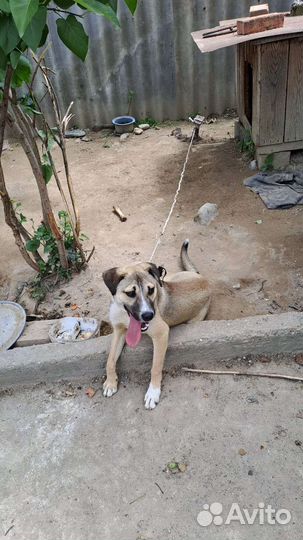 Молодой кобель