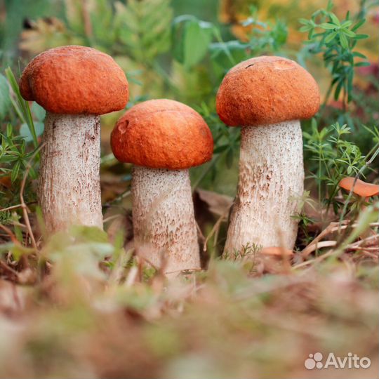 Продам грибы