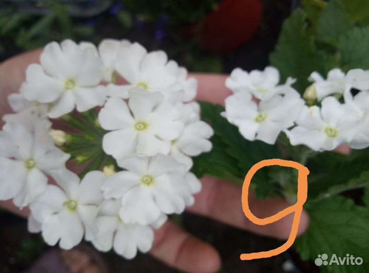 Вегетативные черенки