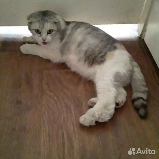 Отдам в добрые руки