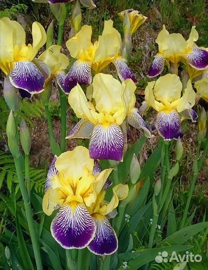 Ирис лорелей