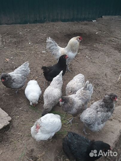 Амераукана