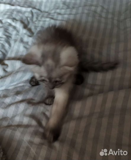 Котята