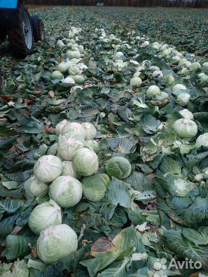 Капуста оптом