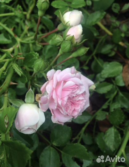 Старинная английская Роза