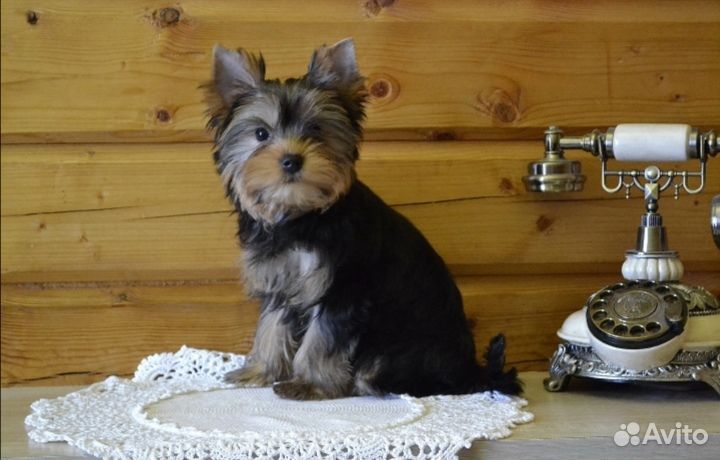 Мальчик и девочка йорка