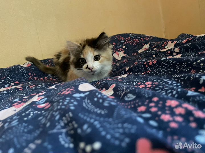 Отдам котенка в добрые руки