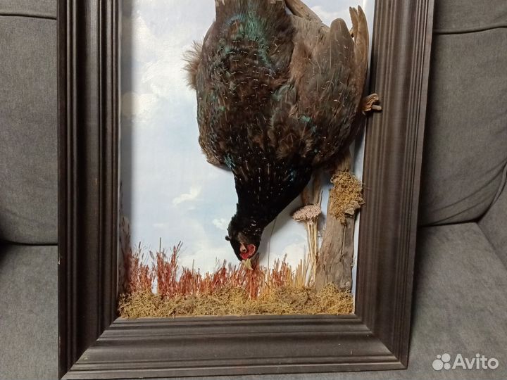 Чучело птицы в виде картины