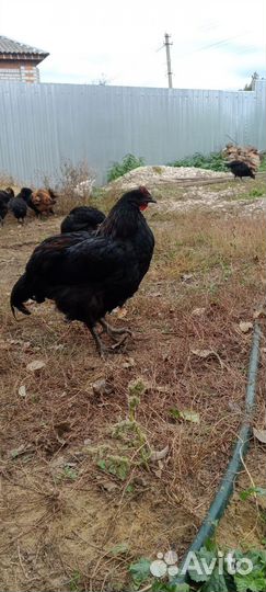 Петушки джерсийский гигант