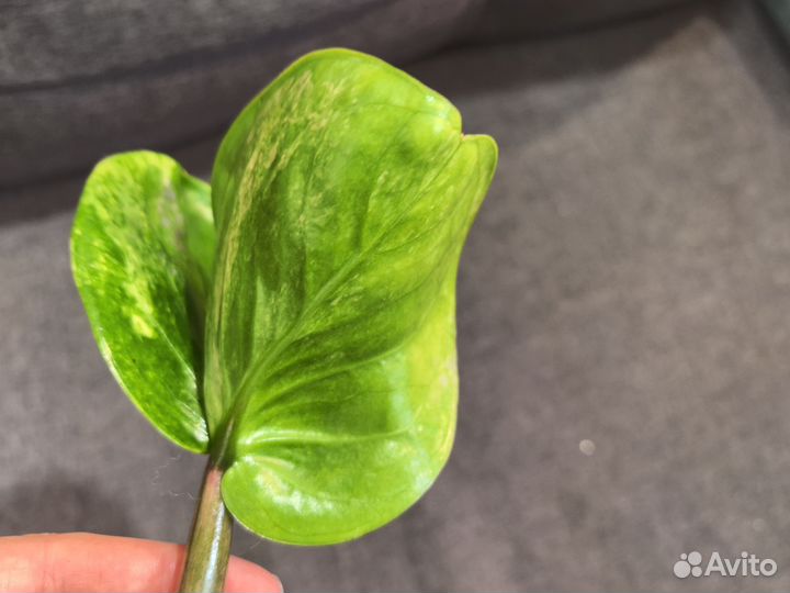 Замиокулькас вариегатный Big round leaf