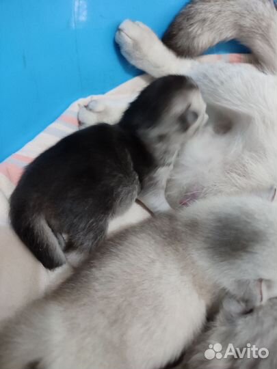 Шотландская шиншилла