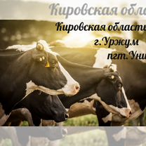 Продукты на корм животным (г.Уржум,пгт.Уни)