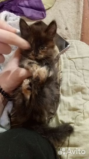 Кошка Чиназес