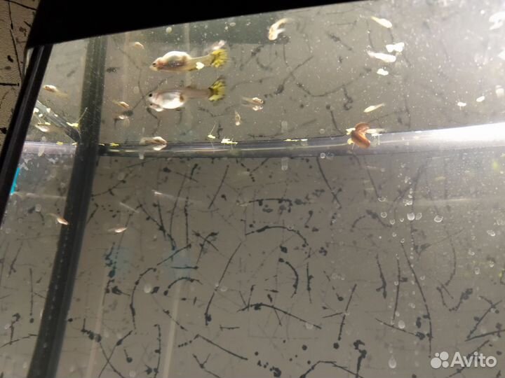 Аквариум 15 литров