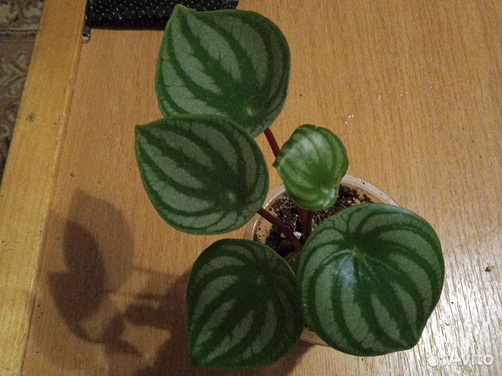 Пеперомия арбузная, сциндапсус,хлорофитум Оранж