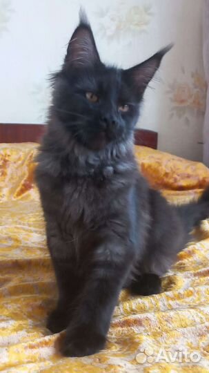 Котята мейн-кун