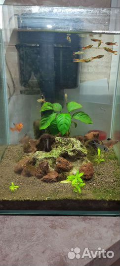 Аквариумные рыбки отдам бесплатно