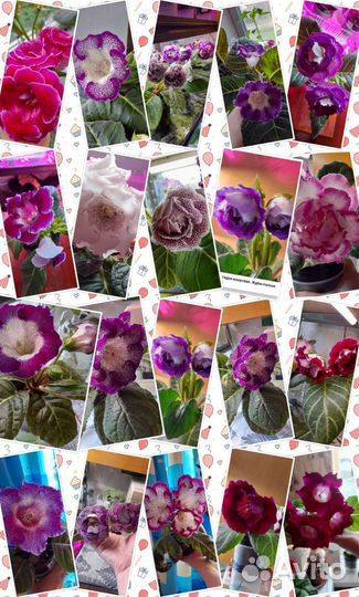 Семена глосиний