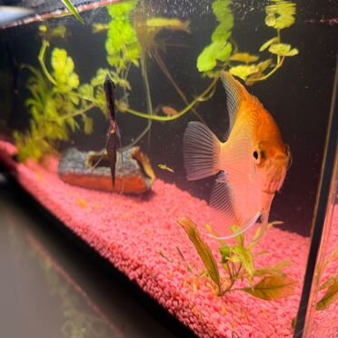 Умный аквариум Mijia SMART Fish Tank (MYG100) 20L