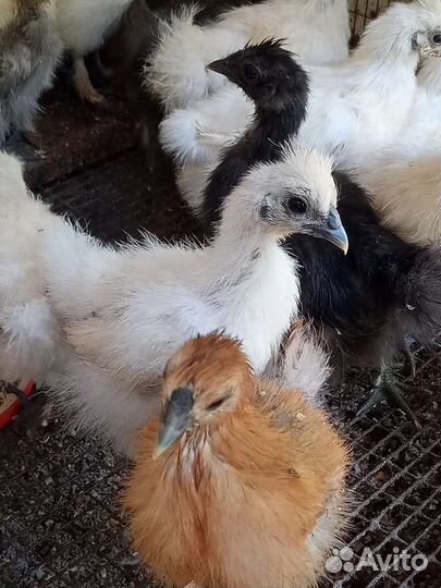 Индоутята,цыплята шелки,куры