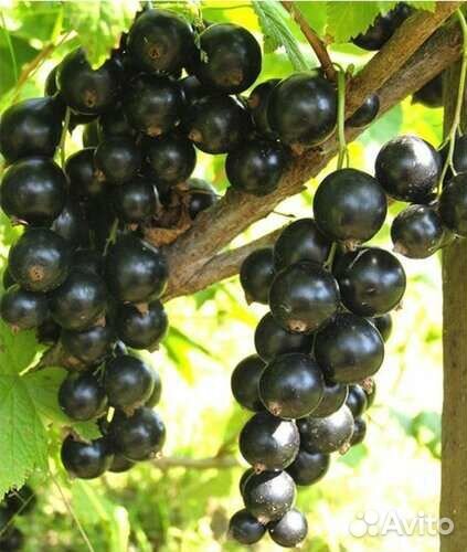 Саженцы смородины красной и черной