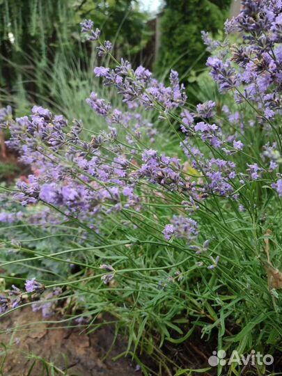 Гортензия метельчатая, декоративные кустарники