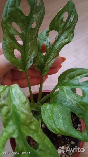 Монстера адансона вариегатная