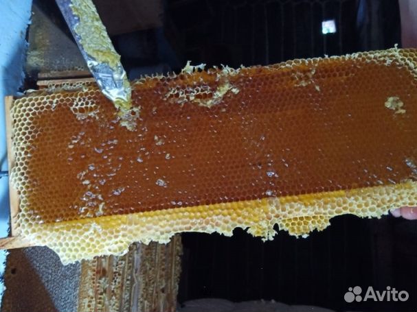 Мед 24 года из Алтая опт