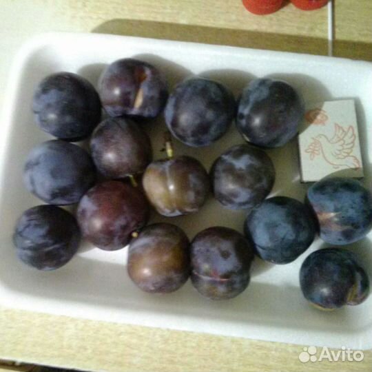 Саженцы
