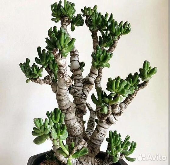 Крассула хоббит