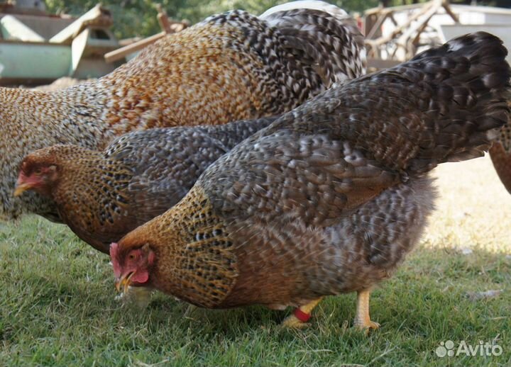 Инкубационные яйцо Билефельдер