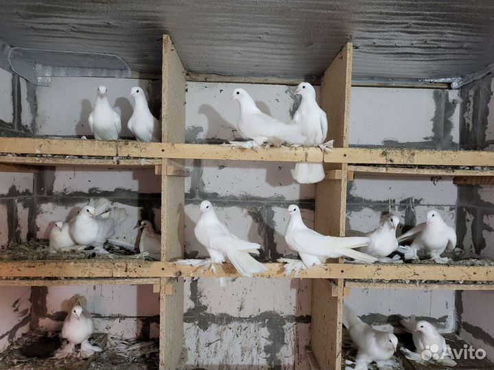 Продажа голубей