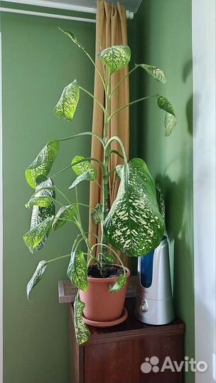 Диффенбахия