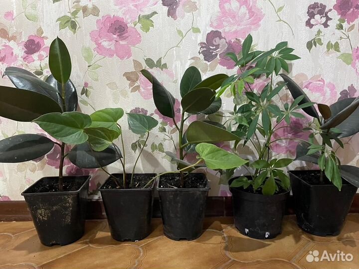 Комнатные цветы шефлера