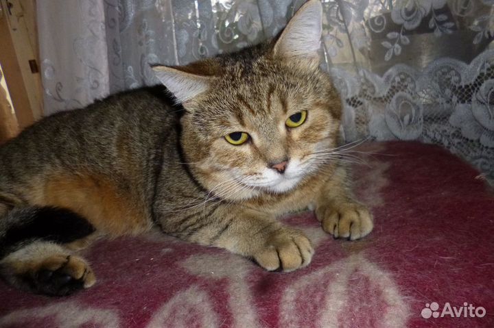 Британец Вася - в ответственную семью