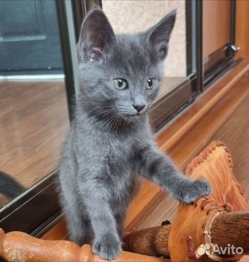 Котёнок 2 месяца