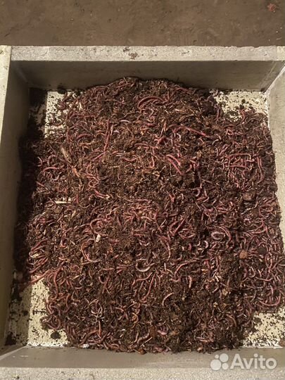 Червь дендробена