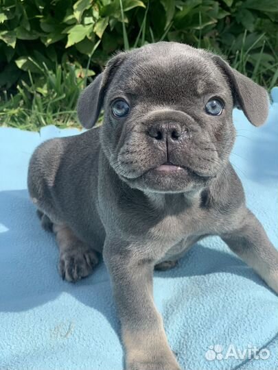 Французский бульдог