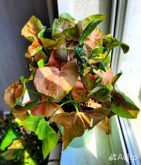 Сингониумы разные