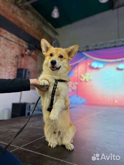 Вельш-корги пемброк вязка