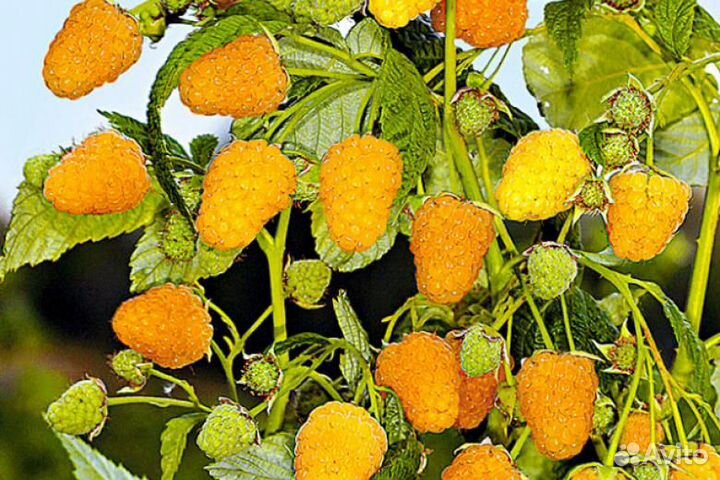 Малина желтая