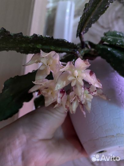 Хойя ундулата