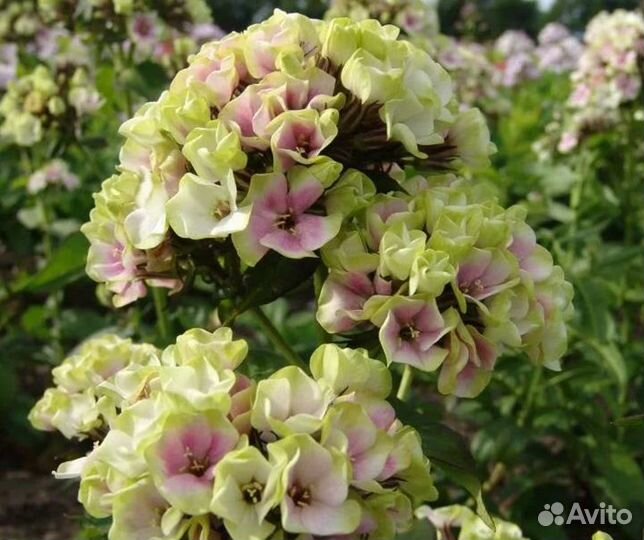 Флоксы мелкоцветковые