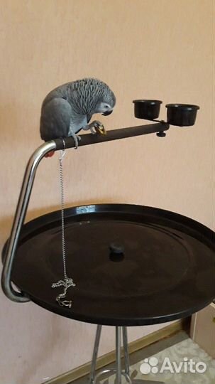 Присада-насест для попугая